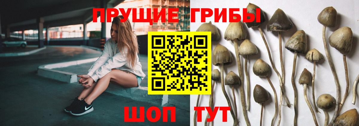 Чита  Псилоцибиновые грибы GOLDEN TEACHER  Псилоцибиновые грибы мицелий  Вход с VPN 